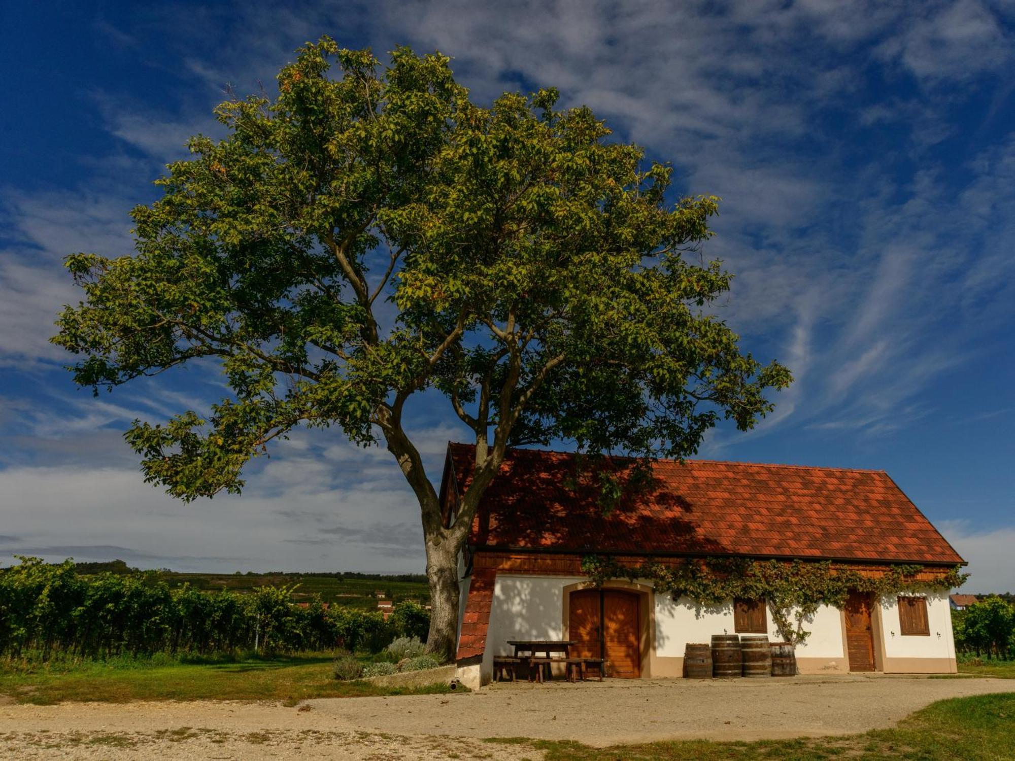 Rohrendorf bei Krems Gaestehaus Familie Trachsler מראה חיצוני תמונה